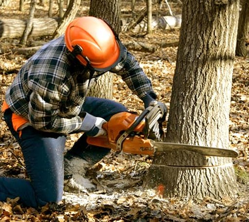 Tree Removal in Leesburg, NJ